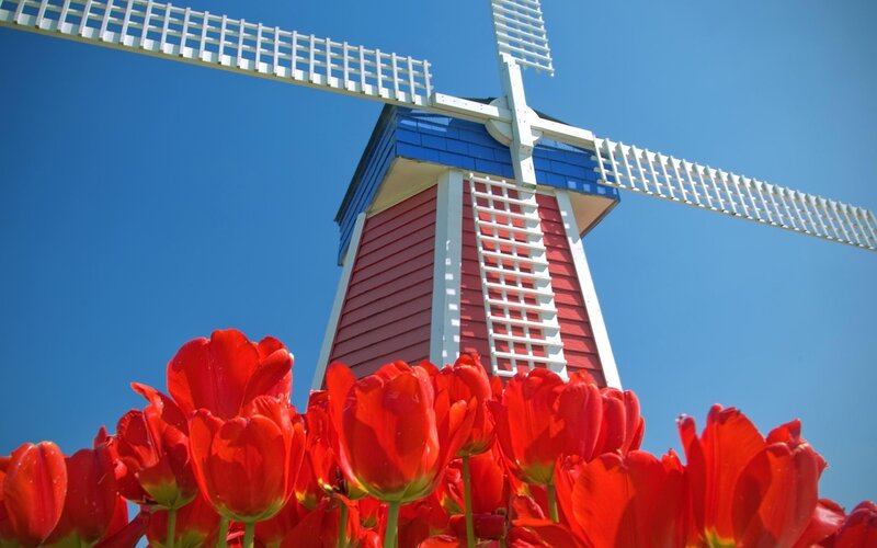 Red tulips and windmill