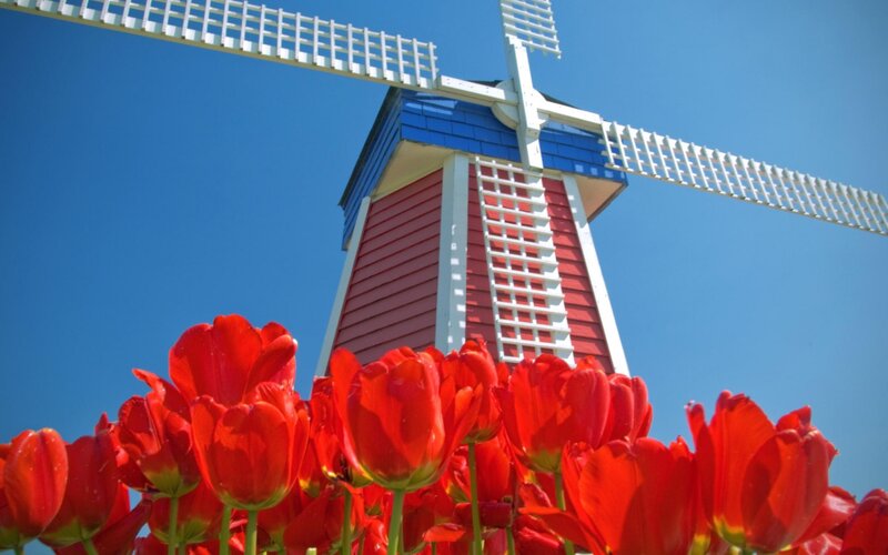 Red Tulips and Windmill — Bright, Afternoon, Photograph, Sky