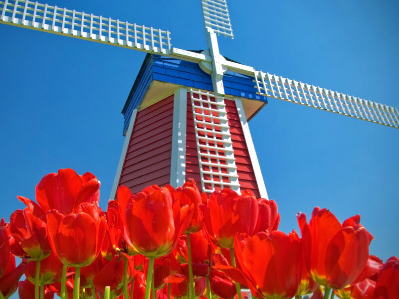 Red Tulips and Windmill — Bright