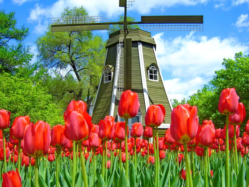 Red Tulips and Windmill — Serene