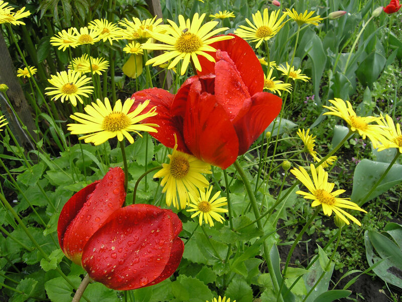 Red Tulips and Yellow Daisies