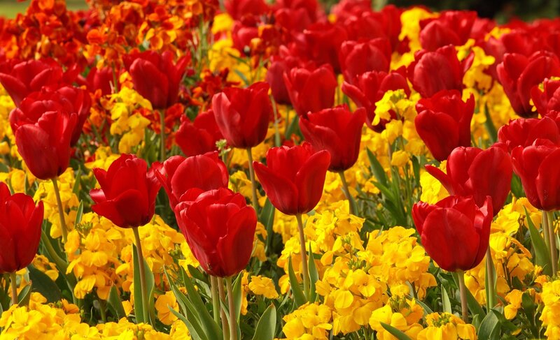 Red Tulips and Yellow Flowers — Vibrant