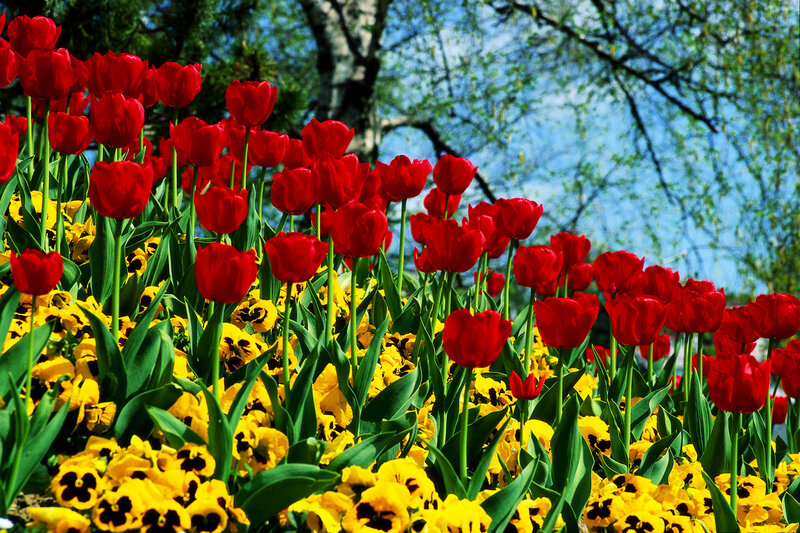 Red tulips and yellow pansies