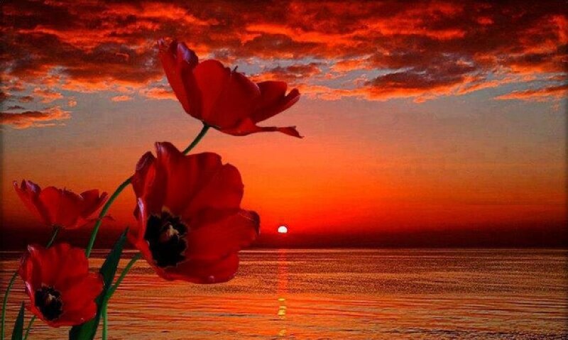 Red Tulips at Sunset — Dramatic