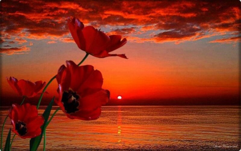 Red Tulips at Sunset