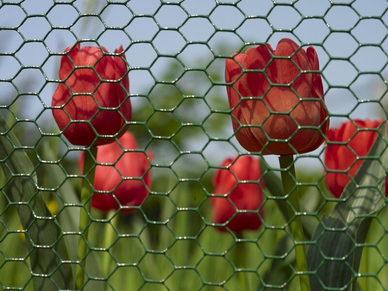 Red Tulips Behind Fence