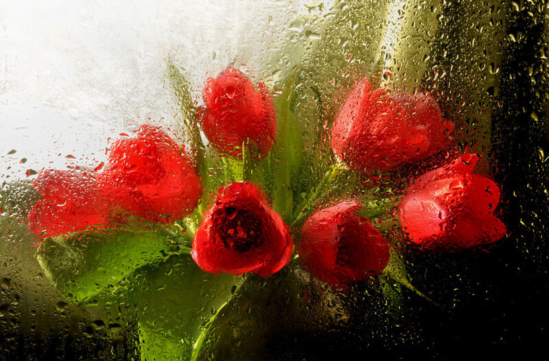 Red Tulips Behind Glass