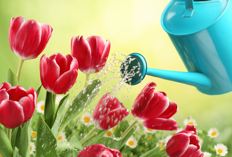 Red Tulips Being Watered