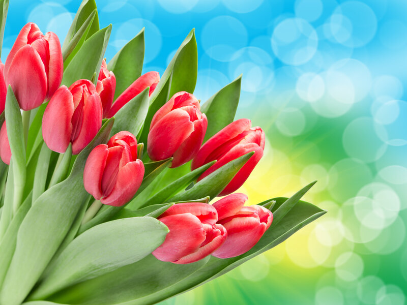 Red Tulips Bouquet — Bright