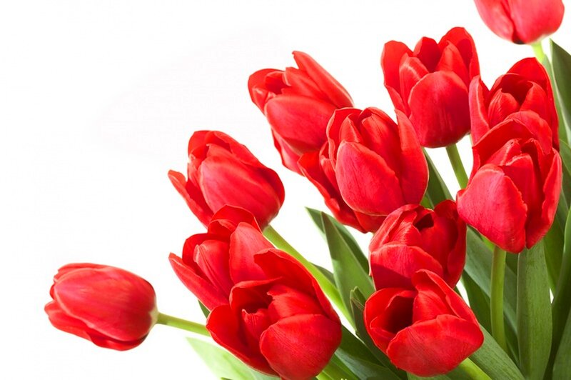 Red Tulips Bouquet — Calm, Photograph, Green Leaves