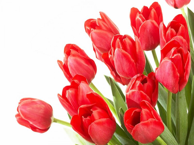 Red Tulips Bouquet — Calm, Photograph, Green Leaves, White Background