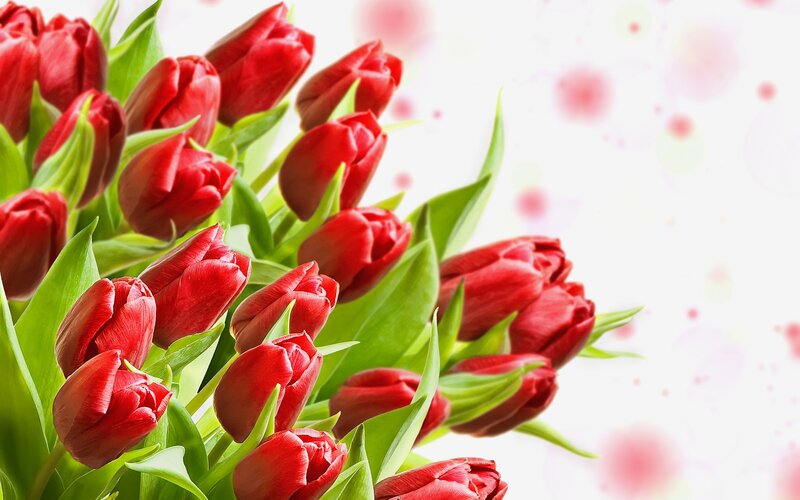 Red Tulips Bouquet — Calm, Photograph