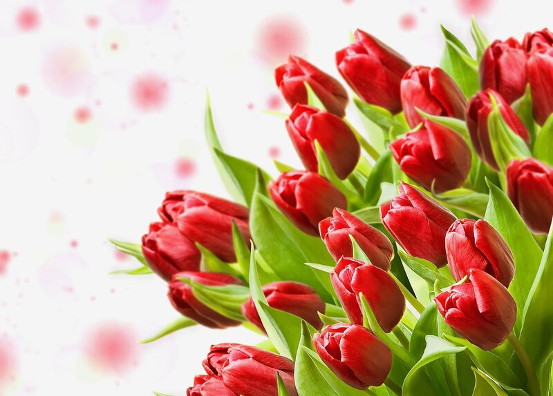 Red Tulips Bouquet — Calm, Spring