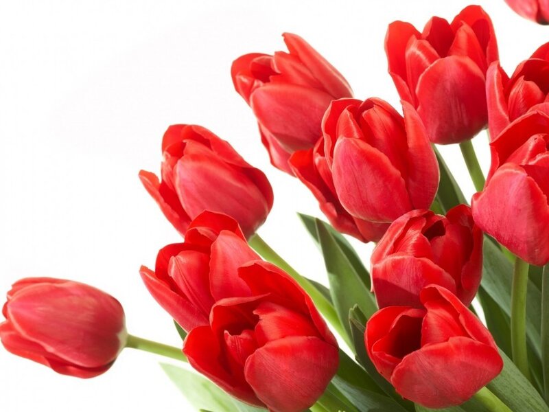 Red Tulips Bouquet — Calm