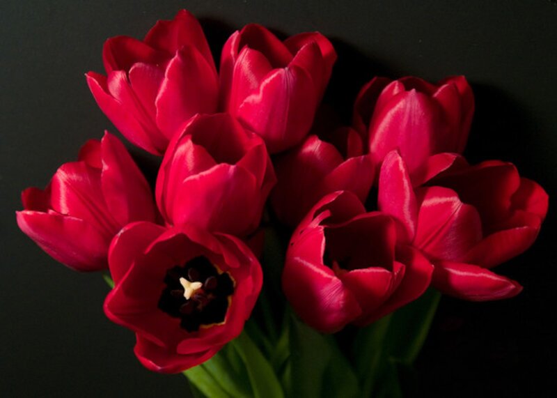 Red Tulips Bouquet — Dramatic, Photograph