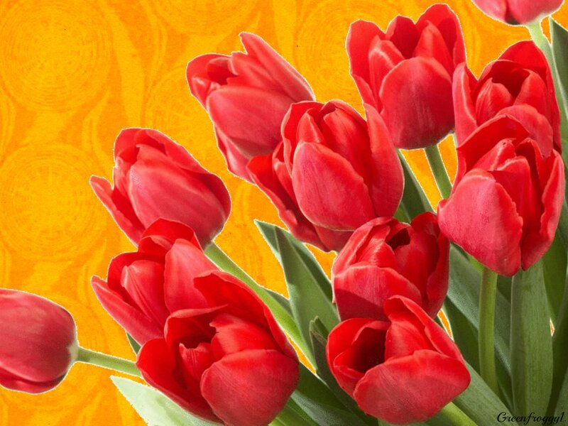 Red Tulips Bouquet — Vibrant, Photograph