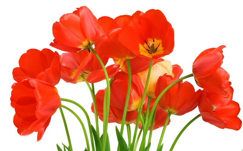Red Tulips Bouquet — Vibrant