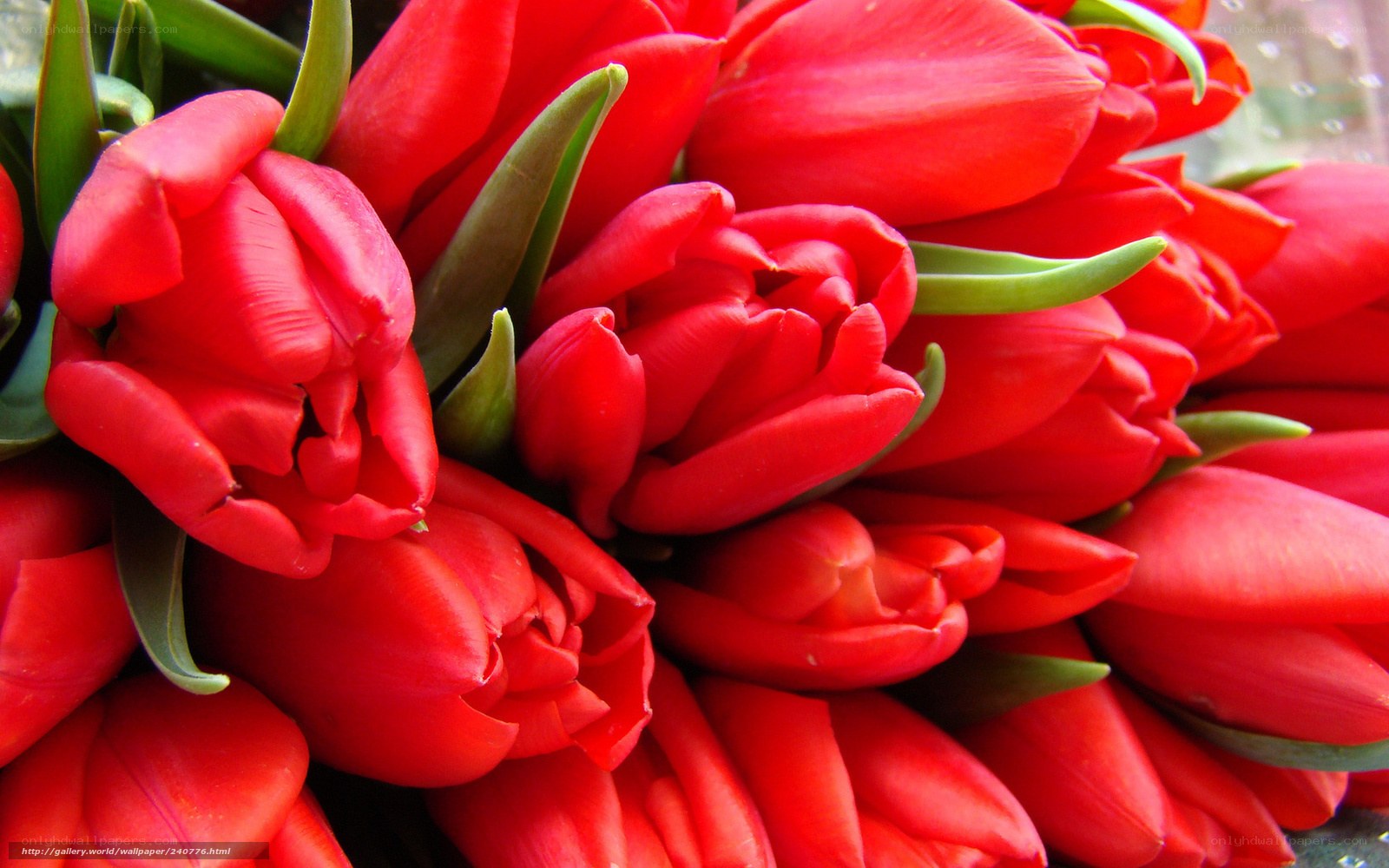 Red tulips bouquet