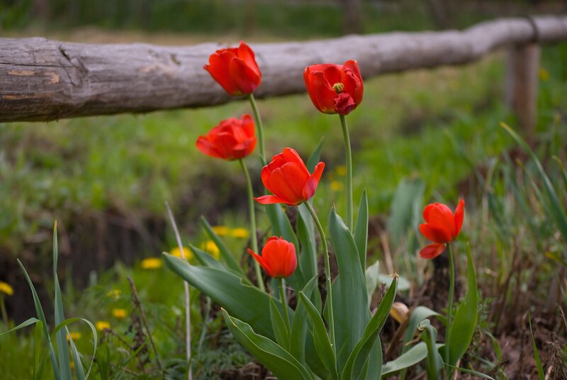 Red tulips by a wooden fence