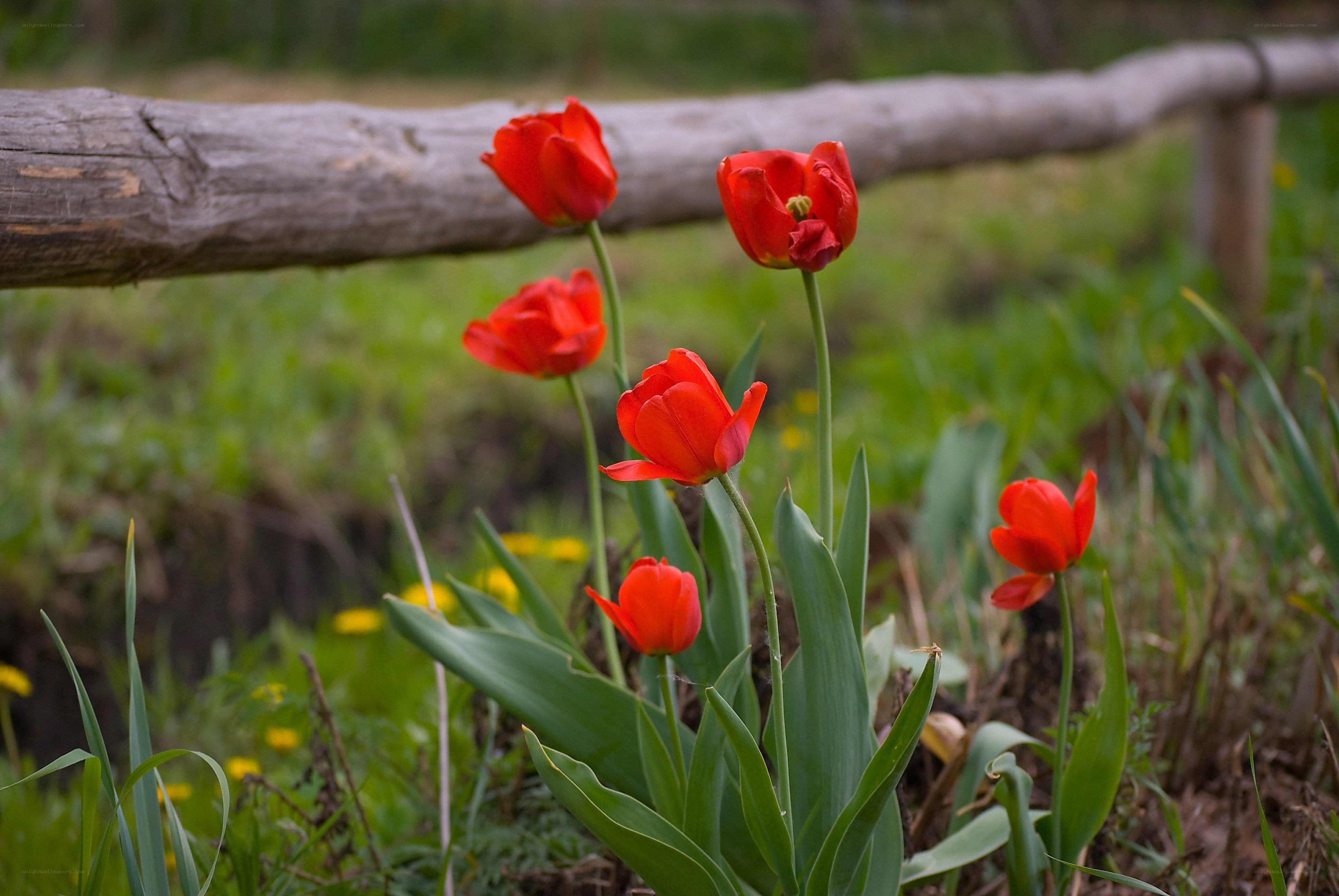 Red tulips by a wooden fence