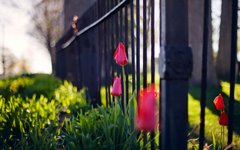 Red Tulips by Fence — Serene