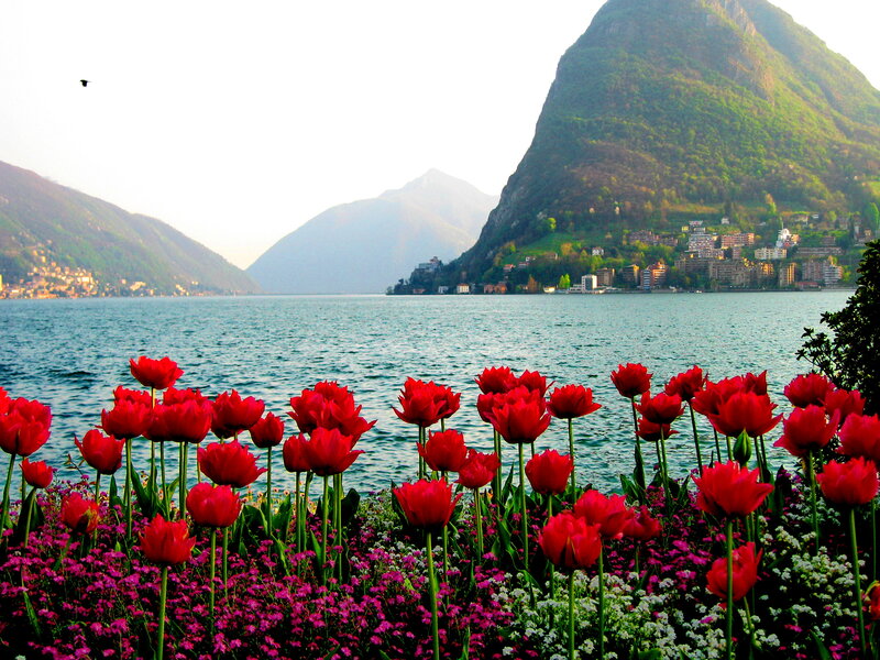 Red Tulips by Lake — Serene, Morning