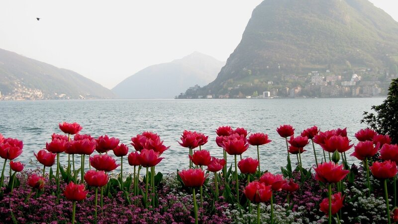 Red Tulips by Lake — Serene, Spring, Photograph, Mountains, Town, Green