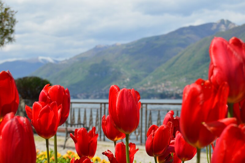 Red Tulips by Lake — Serene, Spring, Photograph