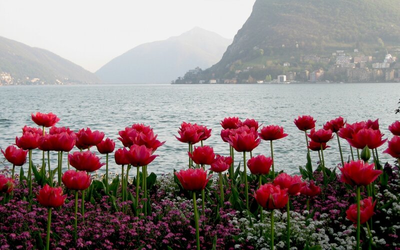 Red Tulips by Lake — Serene, Spring