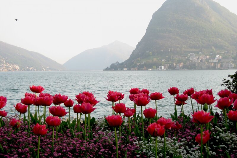 Red Tulips by Lake — Serene