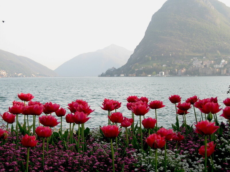 Red Tulips by Lake