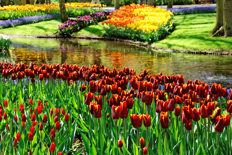 Red Tulips by Pond
