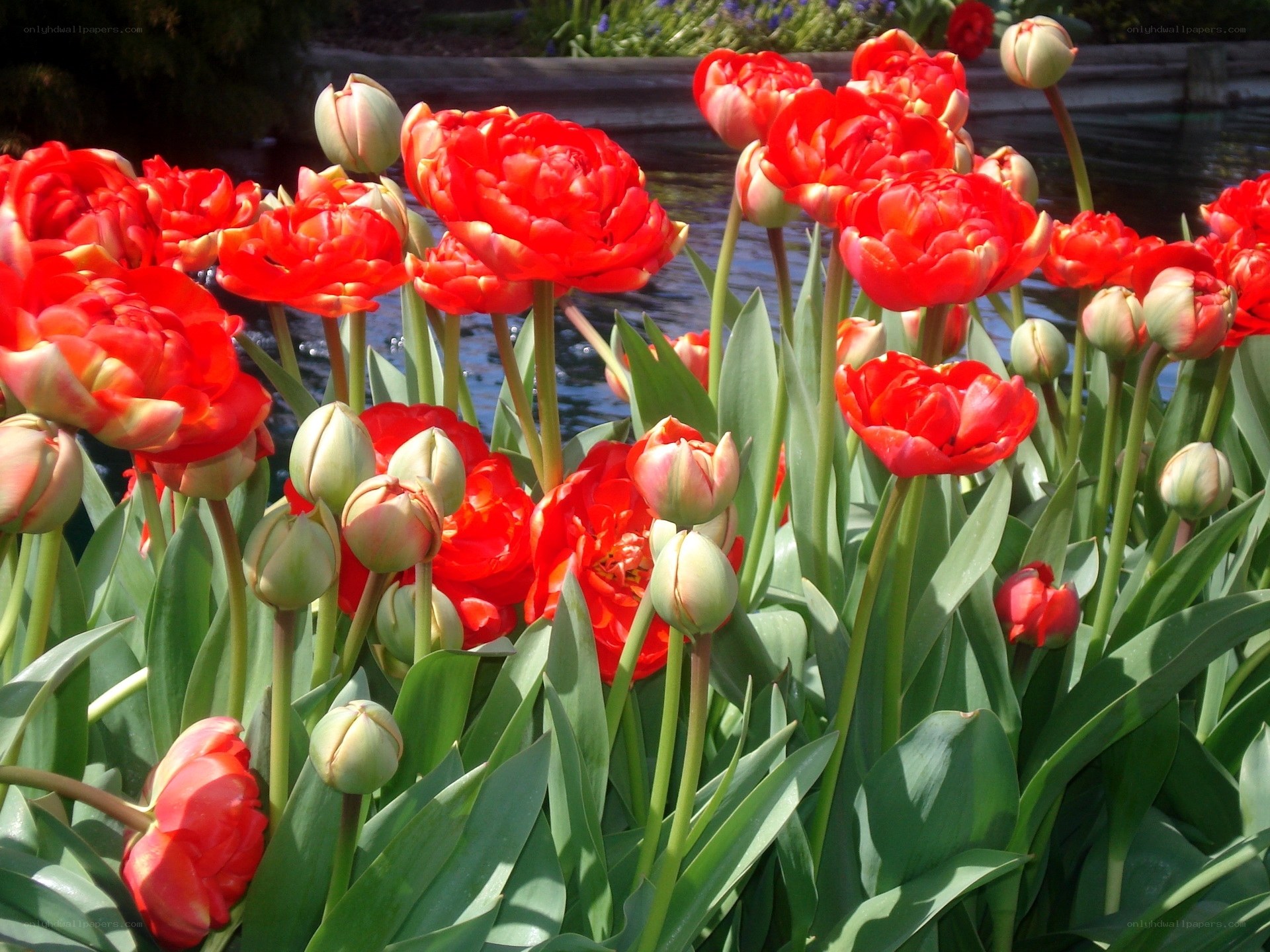 Red tulips by the pond