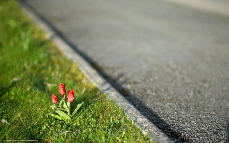 Red tulips by the roadside