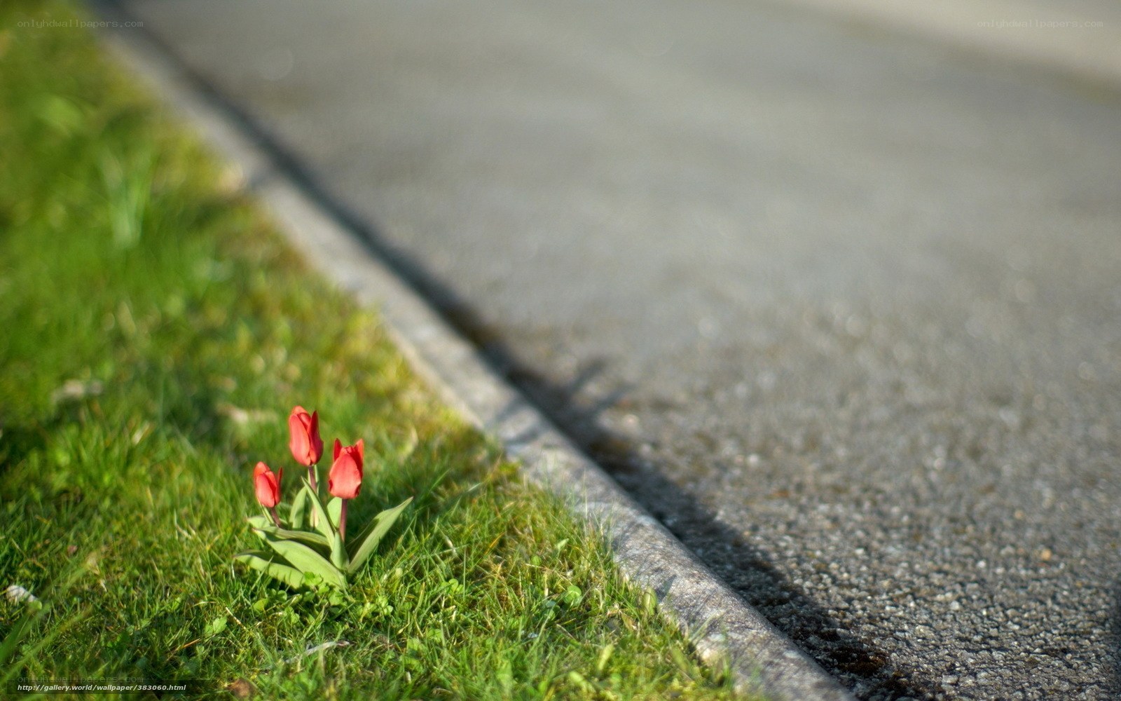Red tulips by the roadside