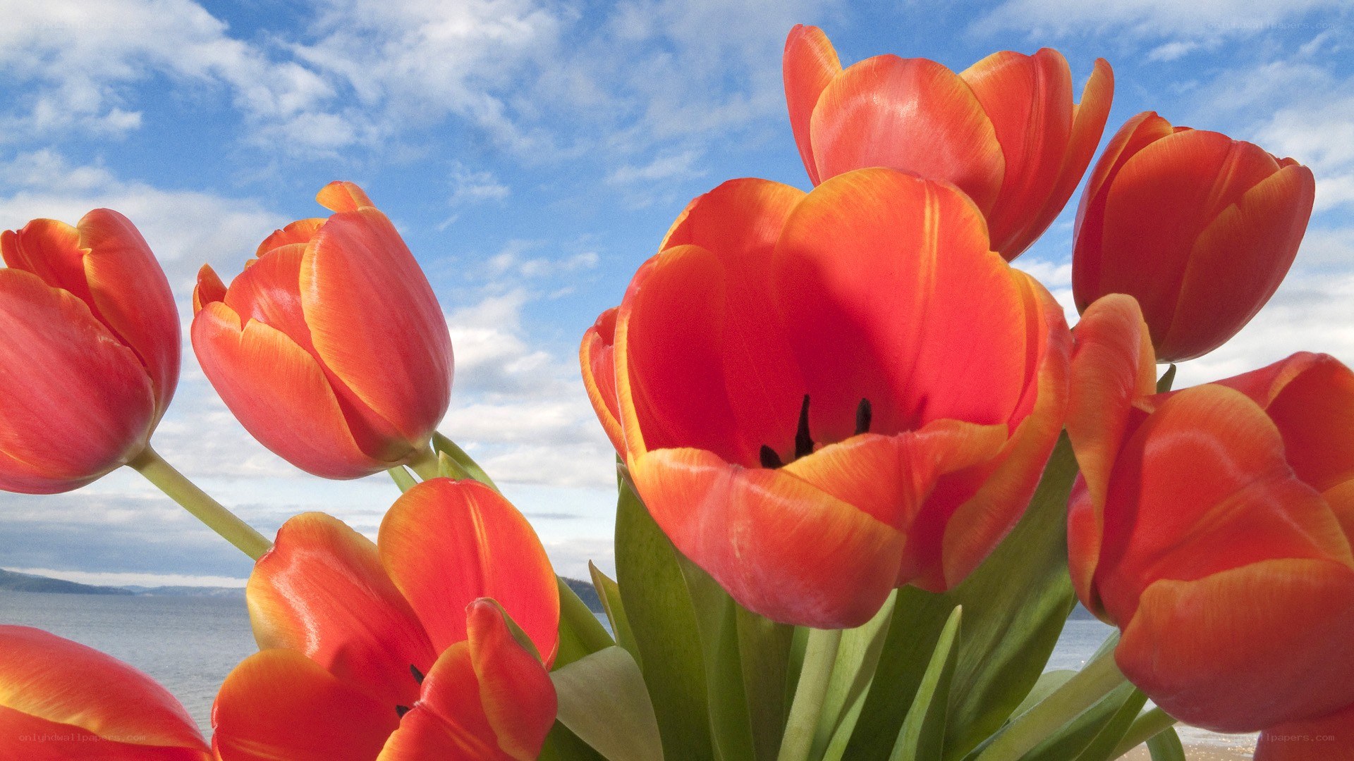 Red tulips by the sea