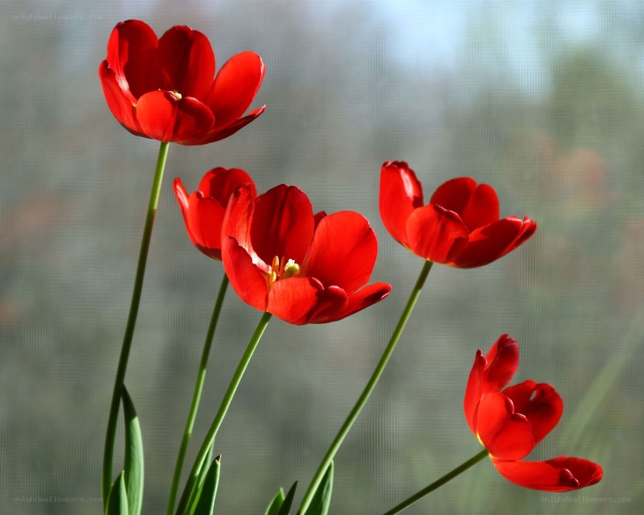 Red tulips by the window
