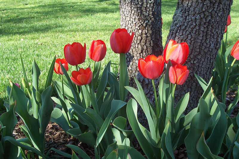 Red Tulips by Tree