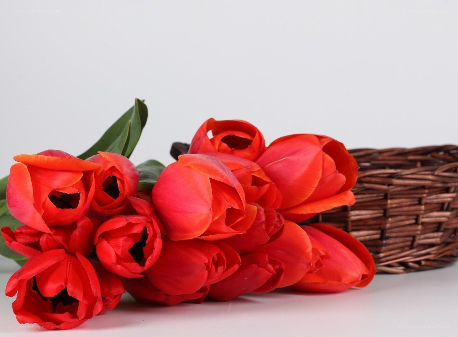 Red tulips in a basket
