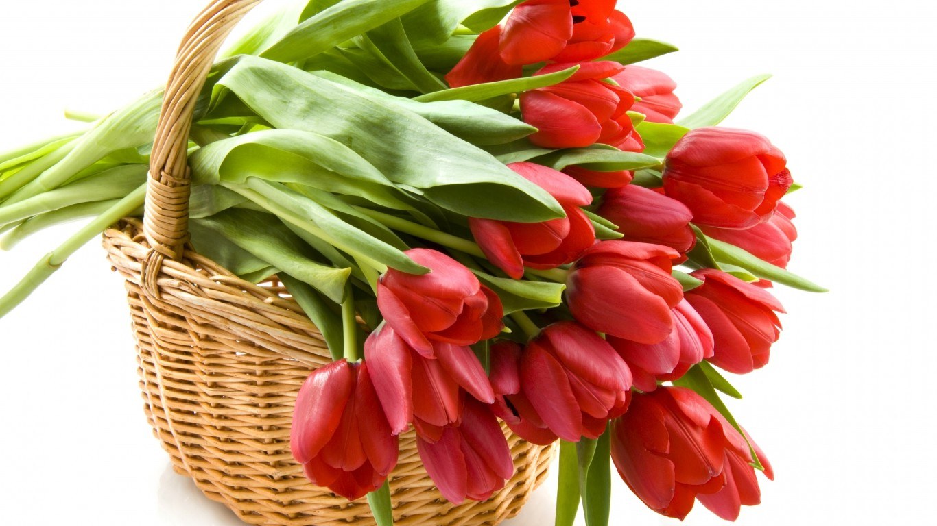 Red tulips in a basket