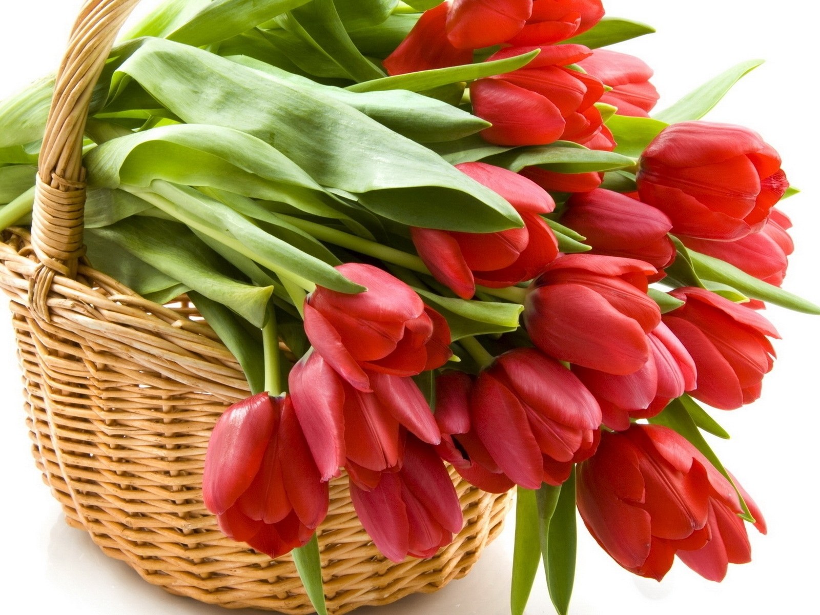Red tulips in a basket