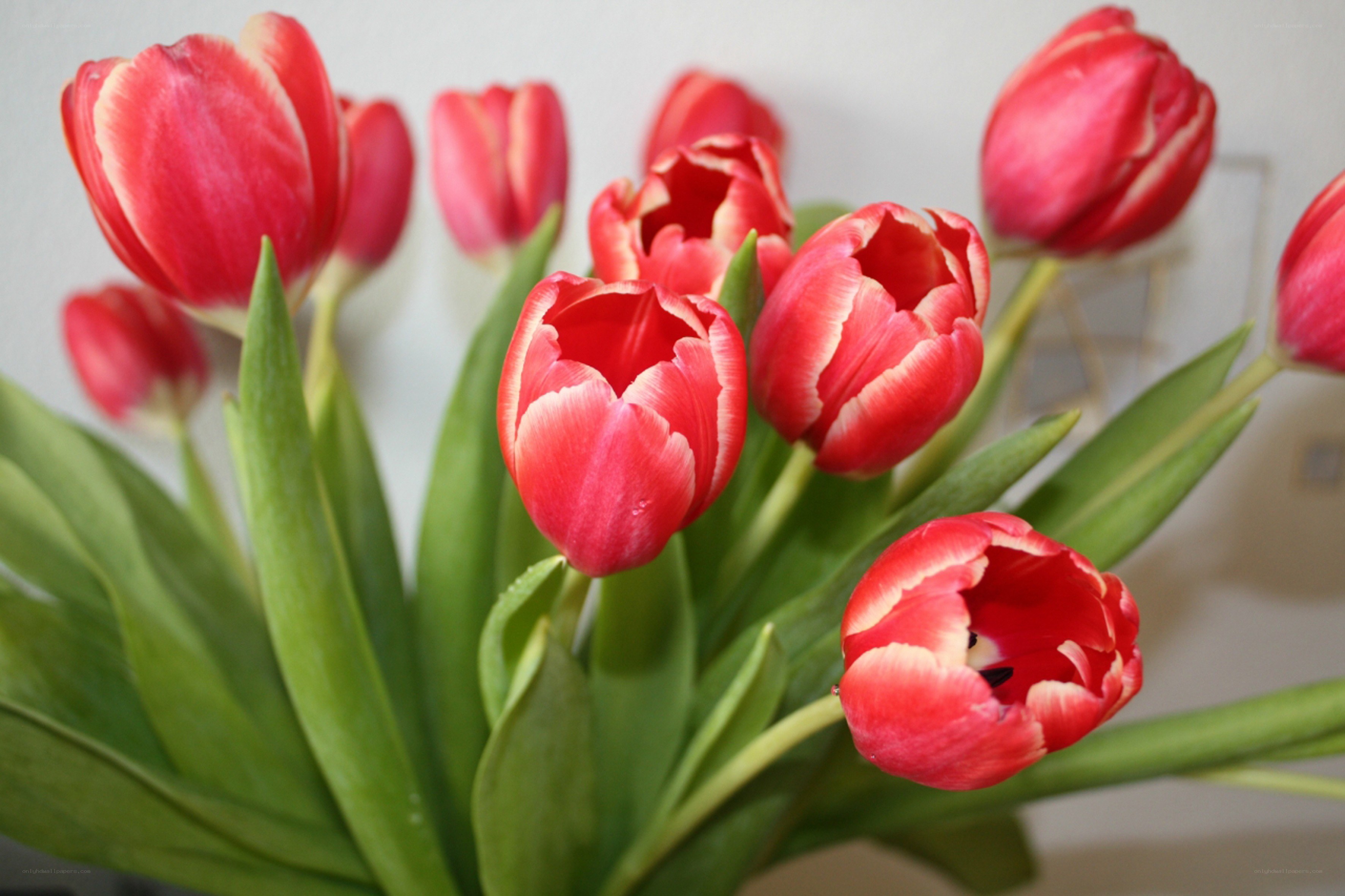 Red tulips in a bouquet