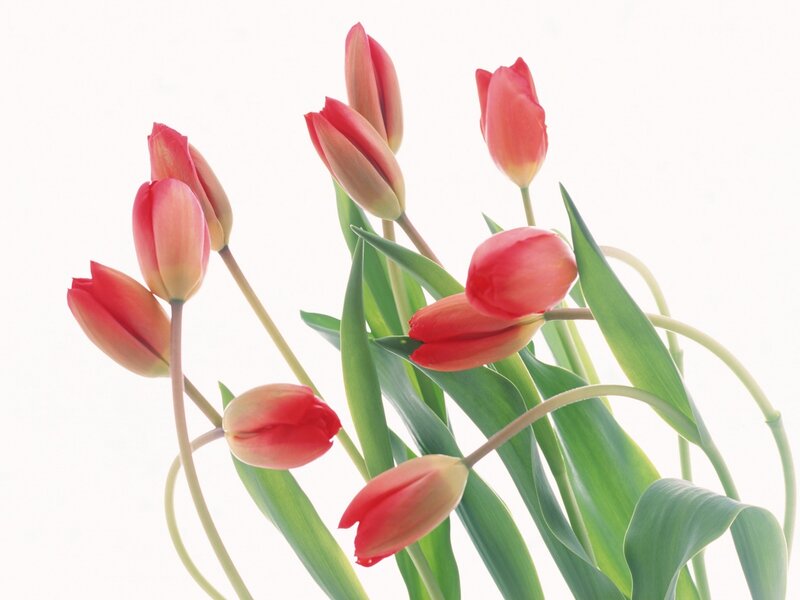 Red tulips in a bouquet