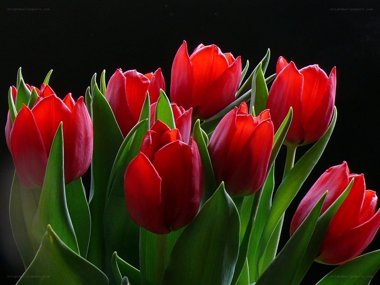 Red tulips in a bouquet