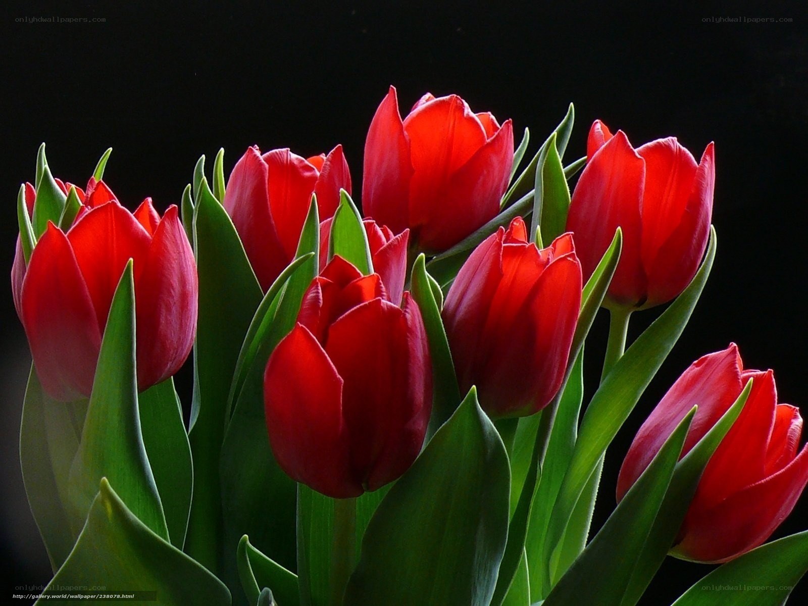 Red tulips in a bouquet