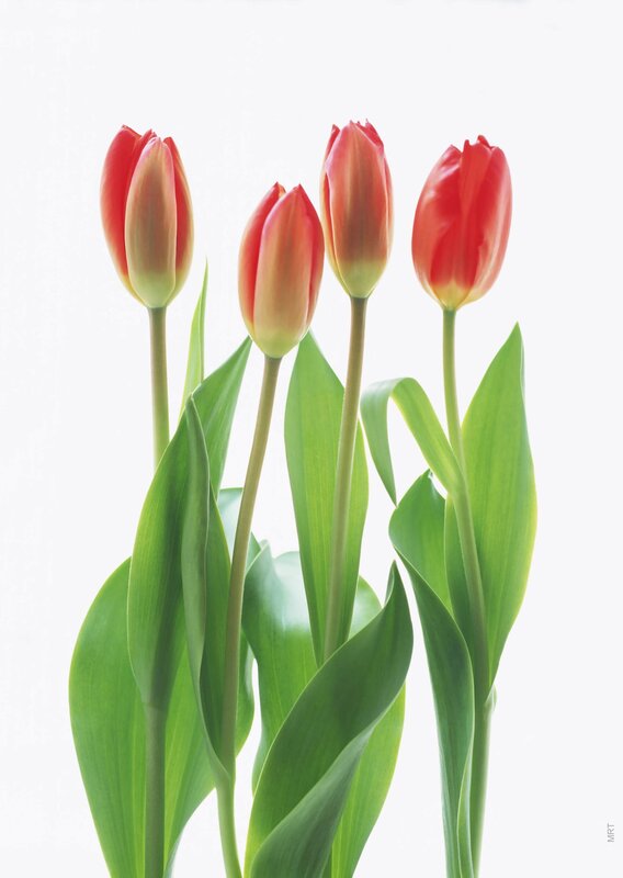 Red tulips in a bouquet