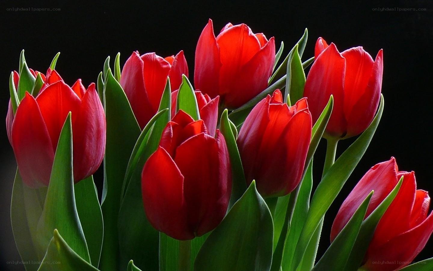 Red tulips in a bouquet