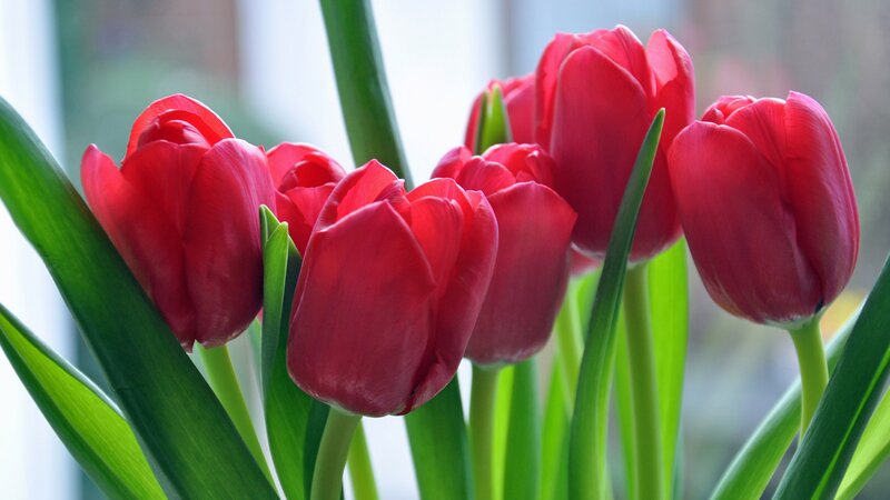 Red Tulips in a Bouquet — Calm, Morning, Photograph