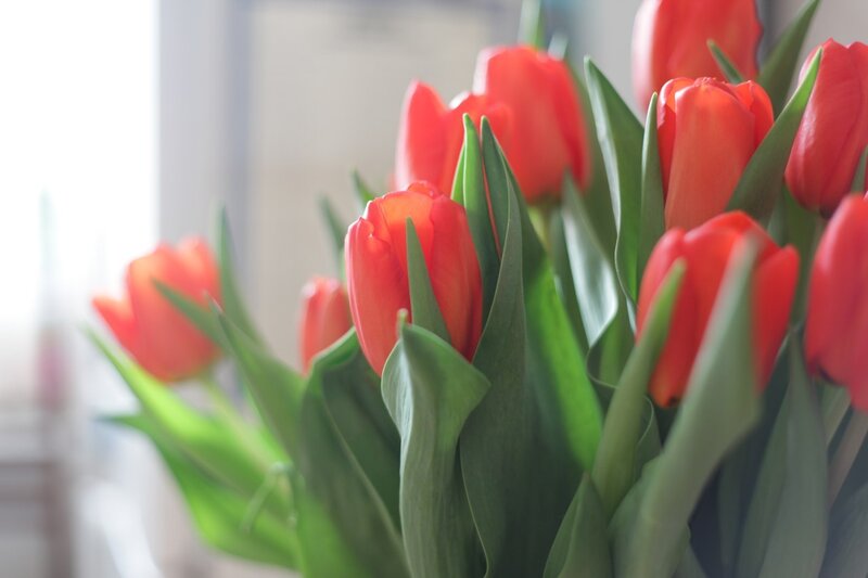 Red Tulips in a Bouquet — Calm, Morning
