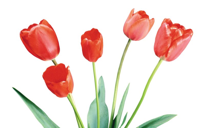 Red Tulips in a Bouquet — Calm, Photograph, Green Stems